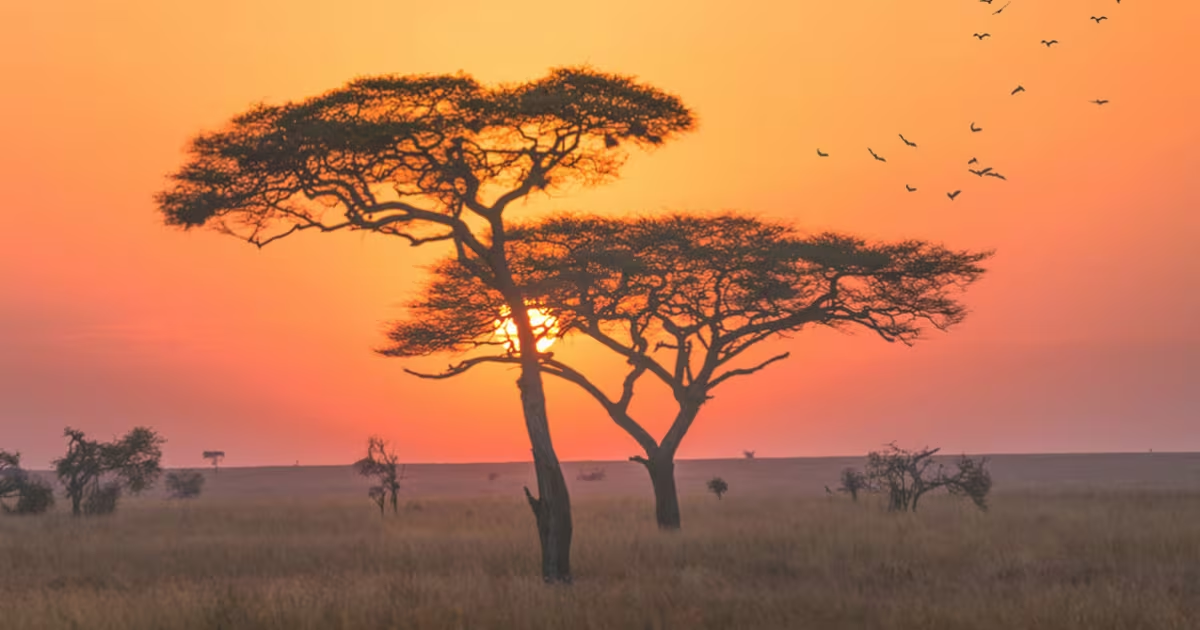 非洲.AFRICA域名优势